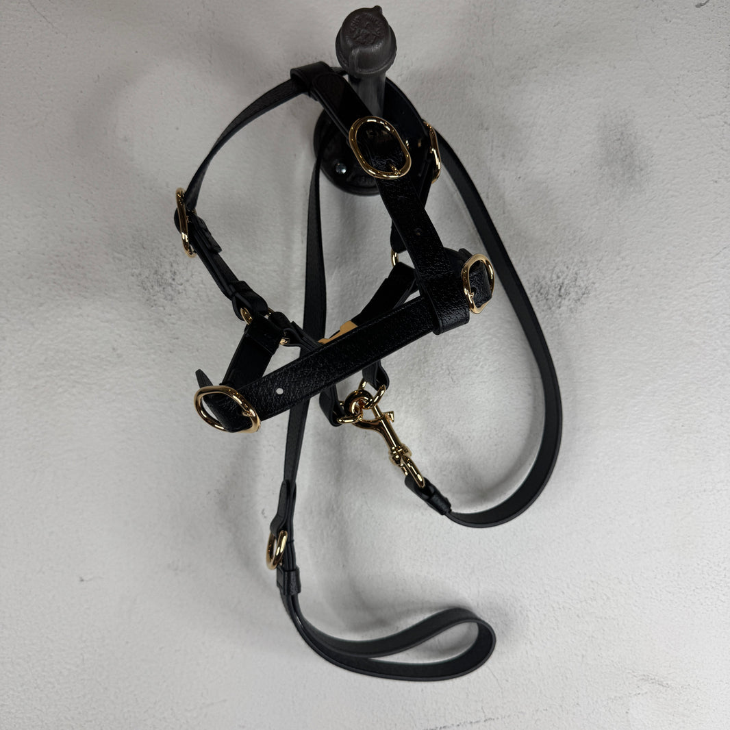 Gucci Dog Harness & Collar